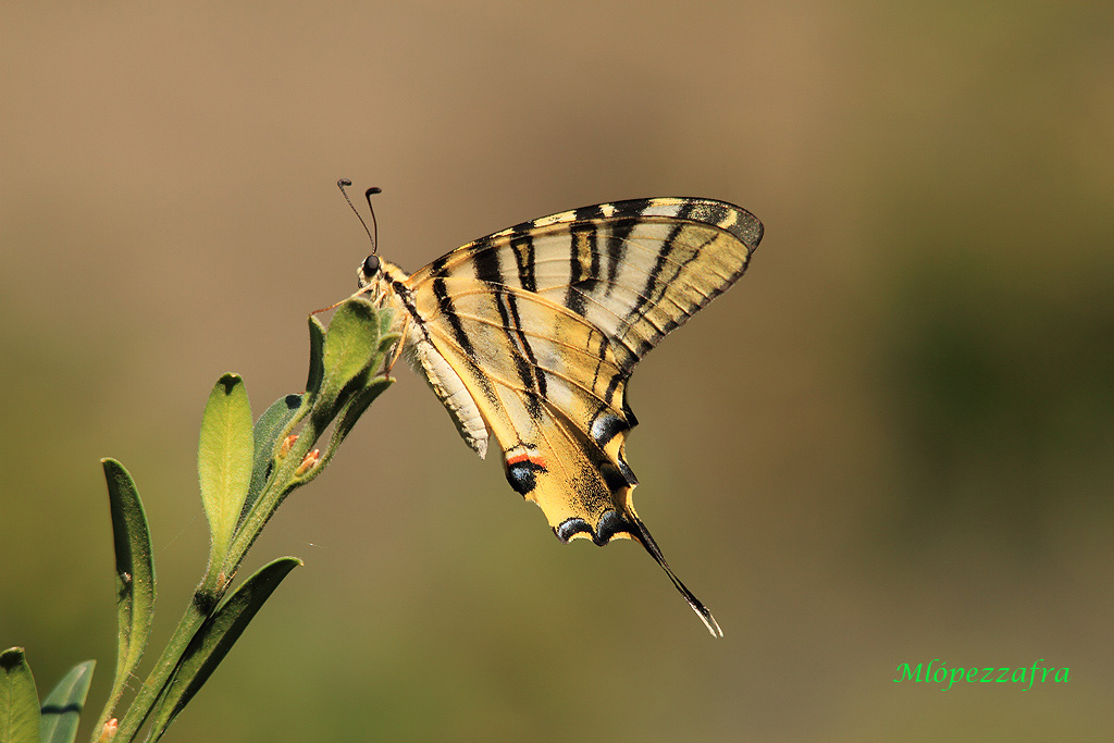 Iphiclides podalirius.