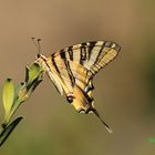 Iphiclides podalirius.