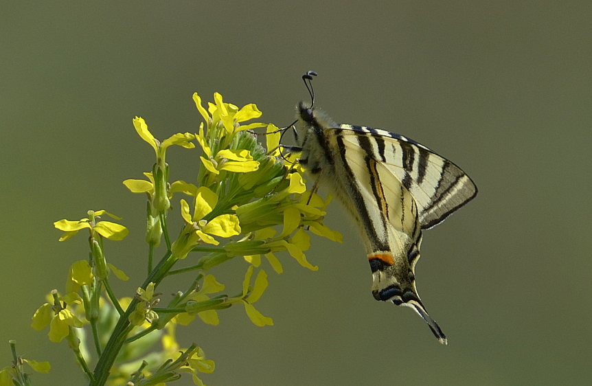 Iphiclides podalirius