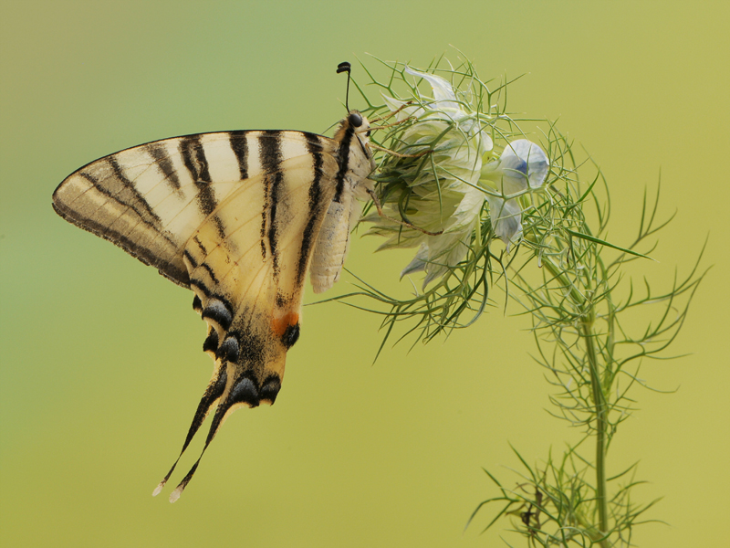 Iphiclides podalirius