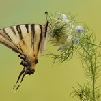 Iphiclides podalirius