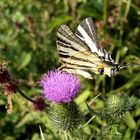 Iphiclides podalirius