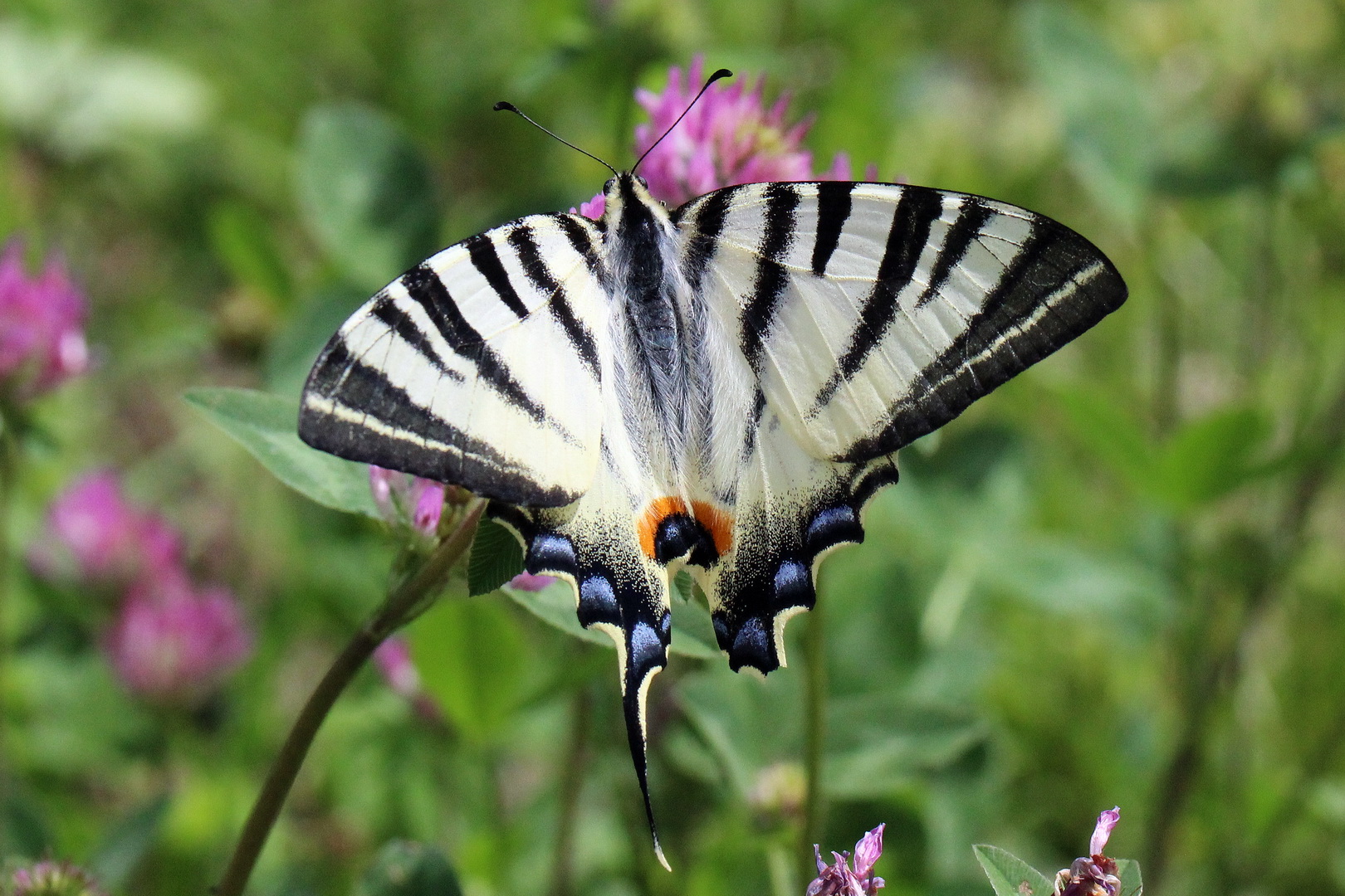 Iphiclides podalirius