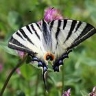 Iphiclides podalirius