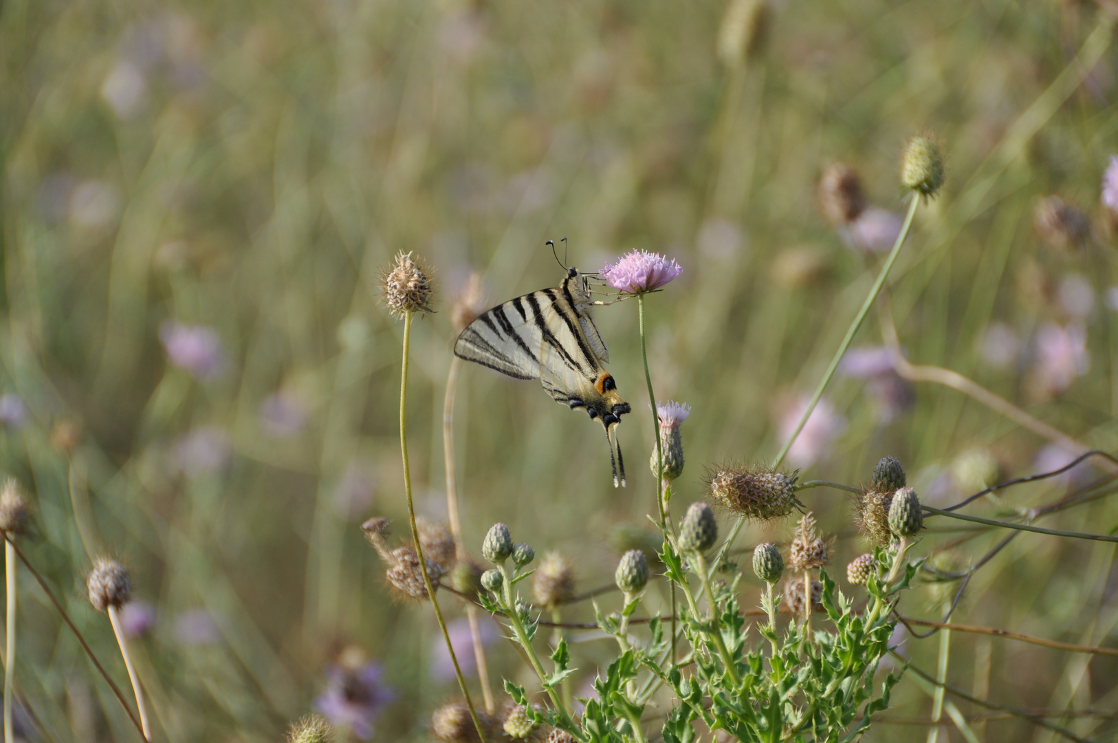 Iphiclides podalirius (2)