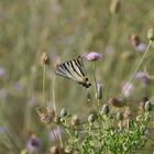 Iphiclides podalirius (2)