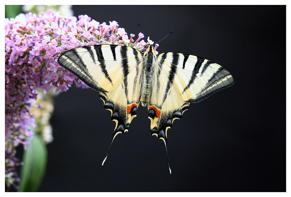 Iphiclides podalirius