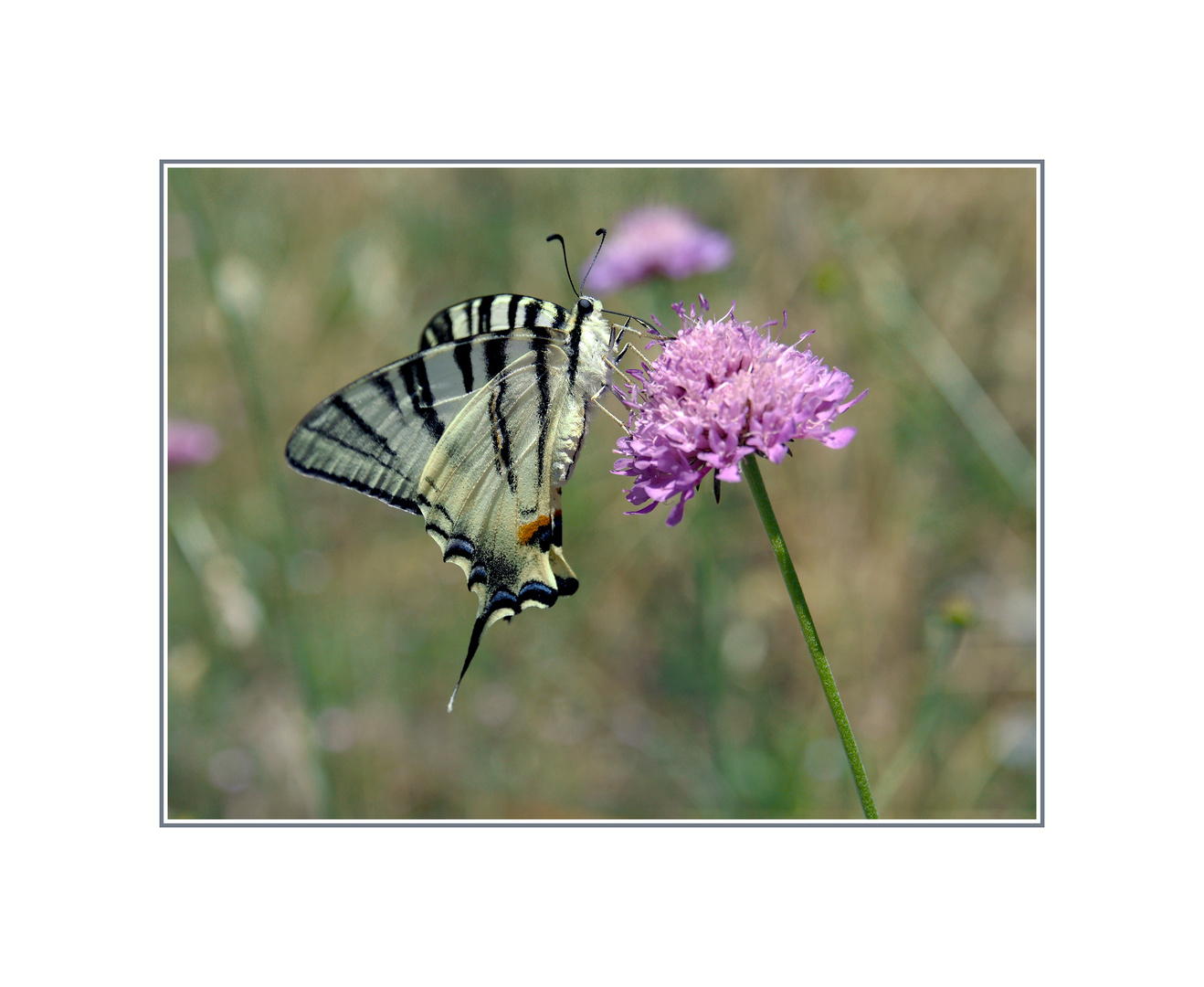 Iphiclides podalirius