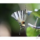 Iphiclides Podalirius