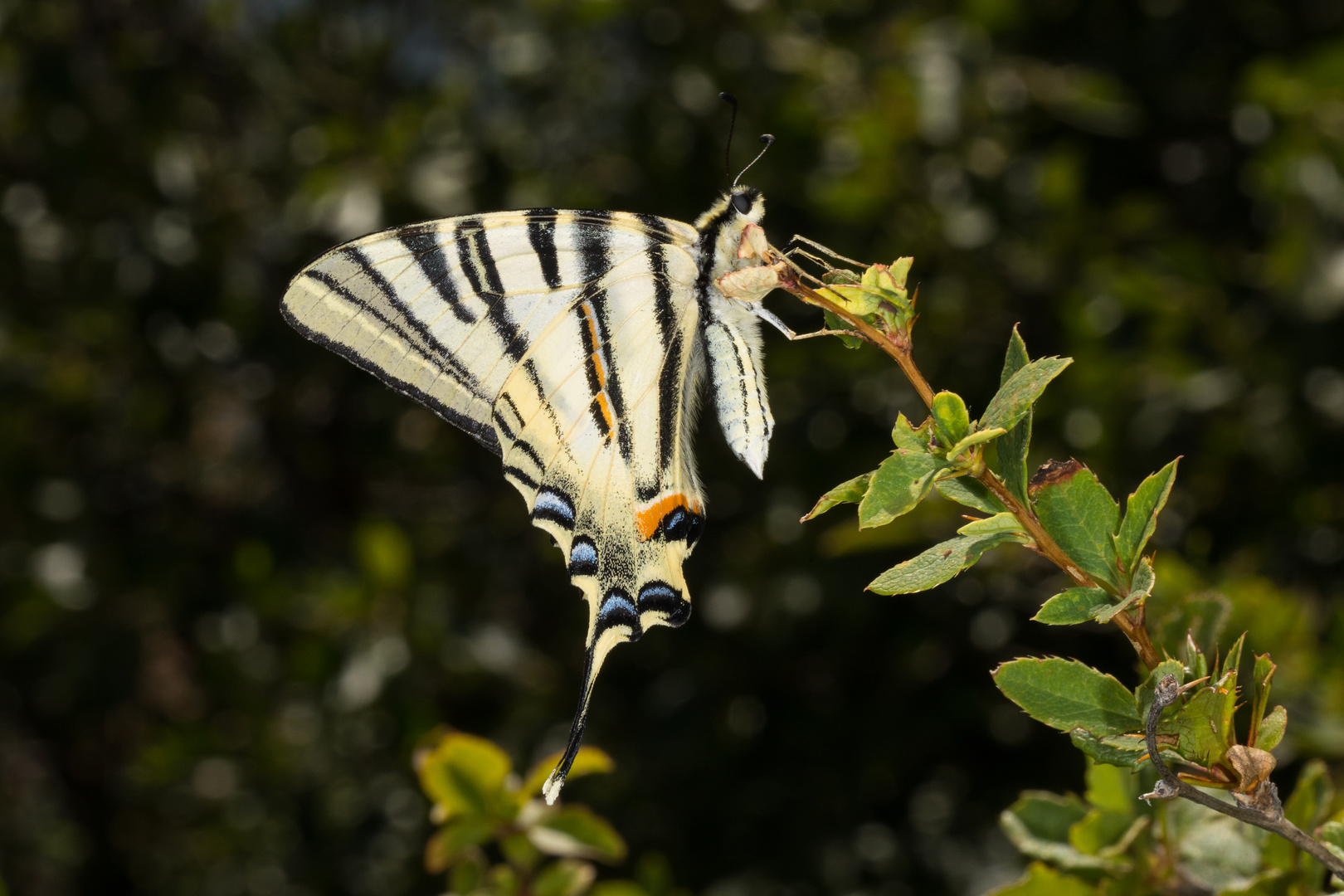 Iphiclides podalirius