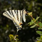 Iphiclides podalirius