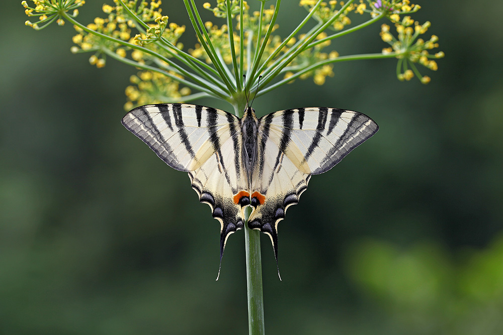 Iphiclides podalirius