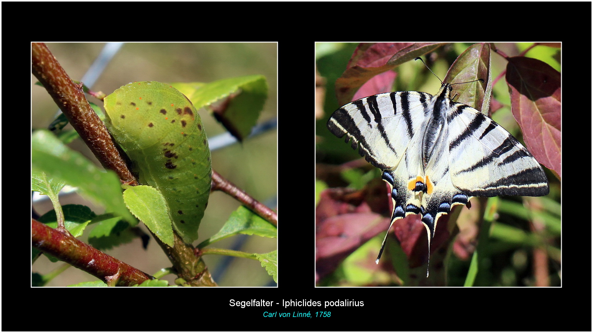 Iphiclides podalirius