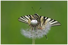 Iphiclides podalirius