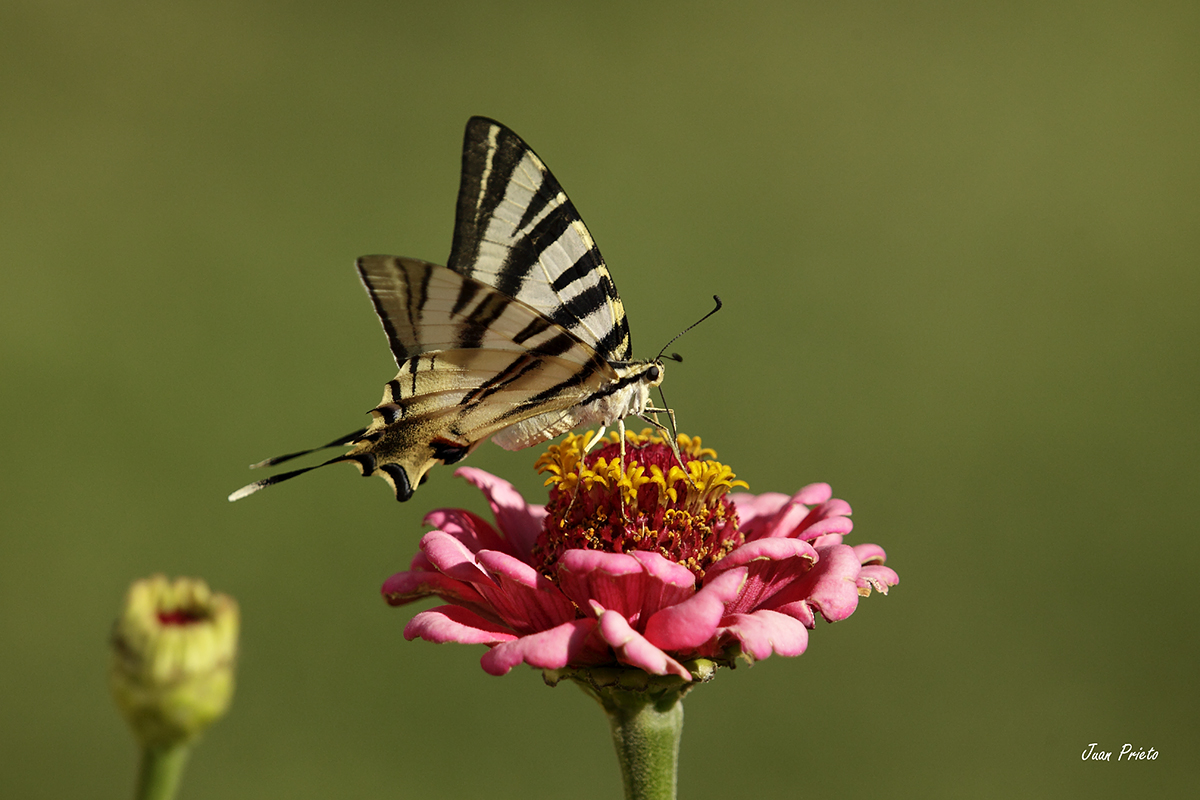 Iphiclides Podalirius