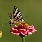 Iphiclides Podalirius