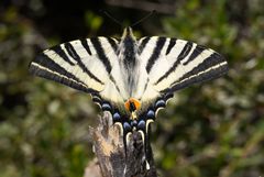 Iphiclides podalirius