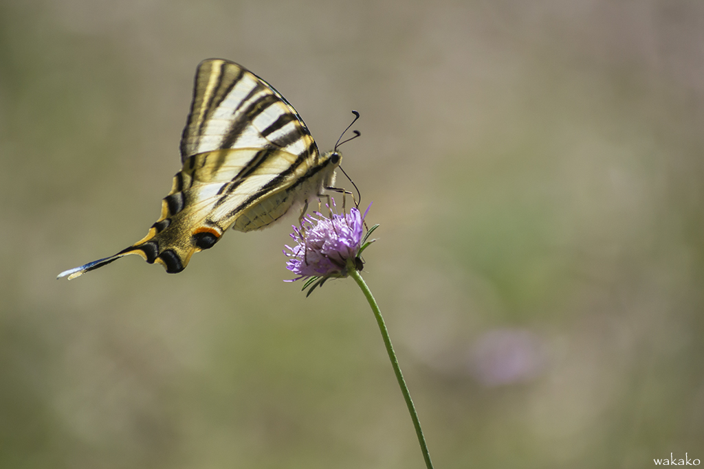 Iphiclides podalirius