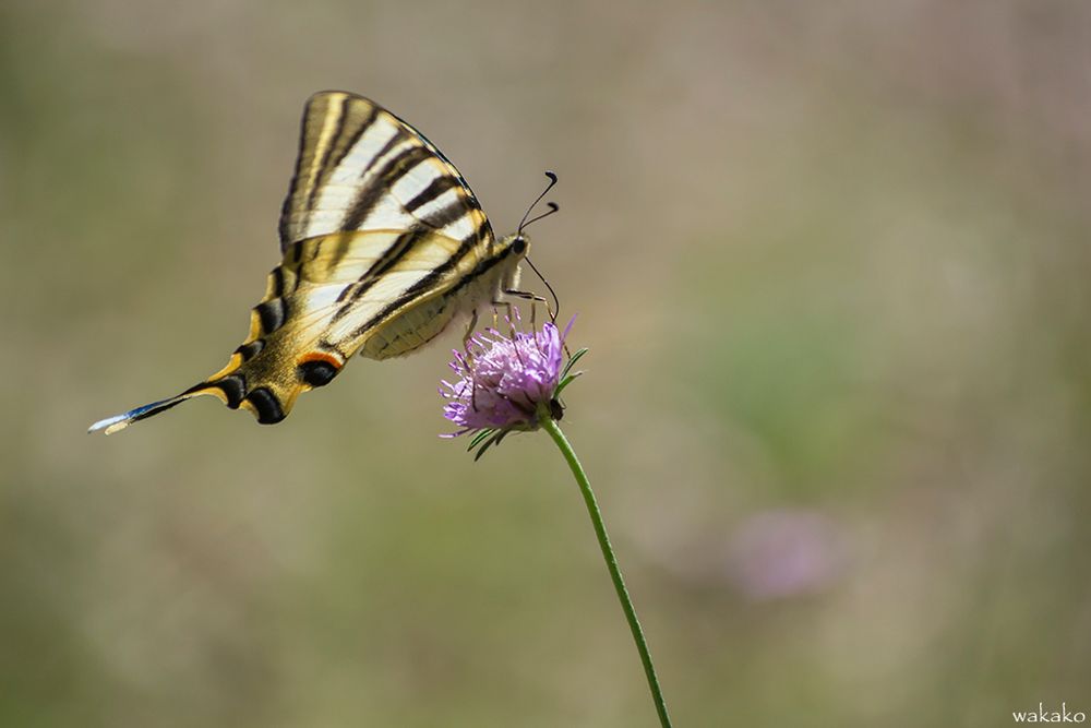 Iphiclides podalirius