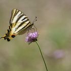 Iphiclides podalirius