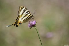 Iphiclides podalirius