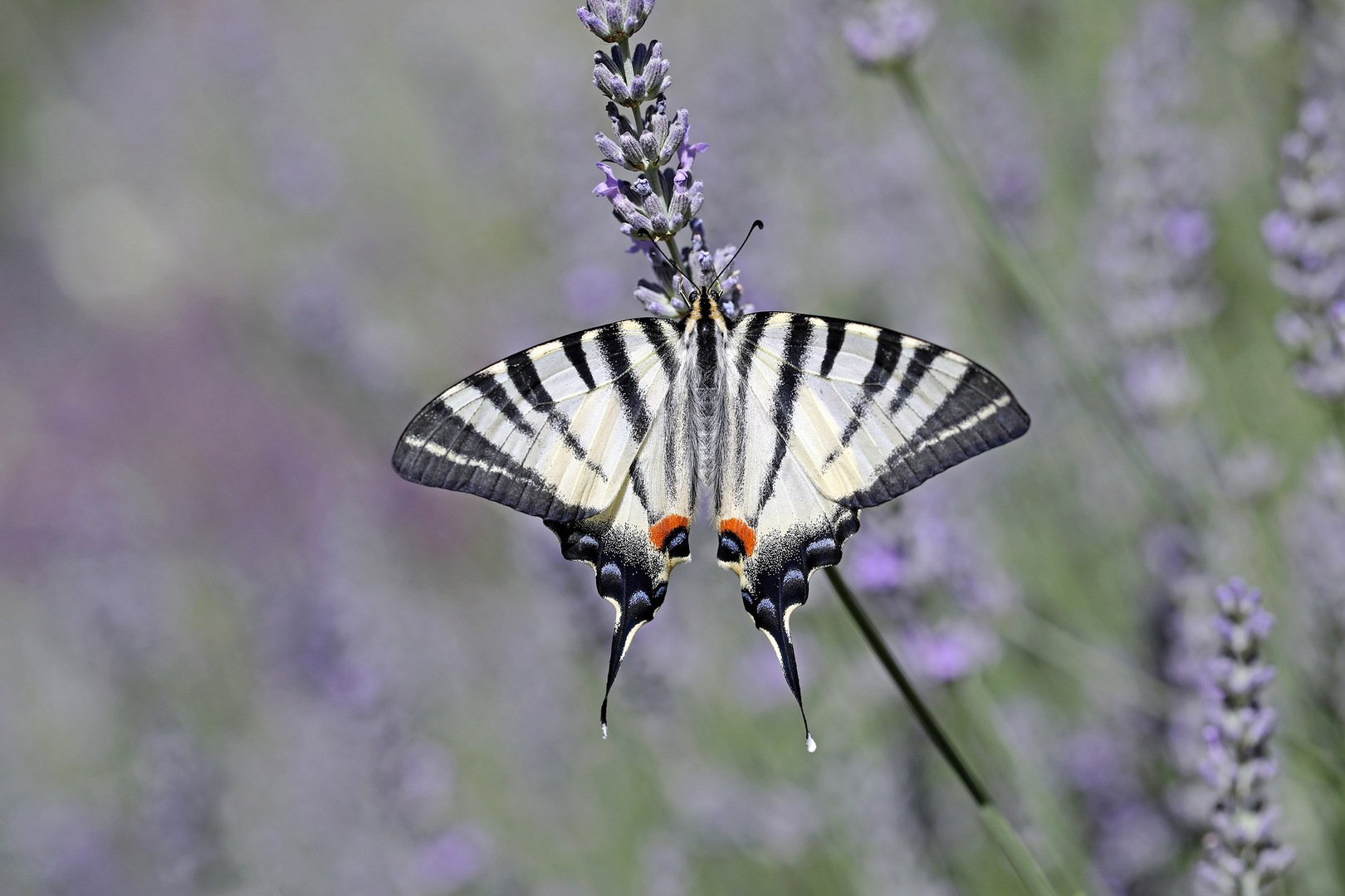  Iphiclides podalirius 