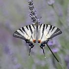  Iphiclides podalirius 