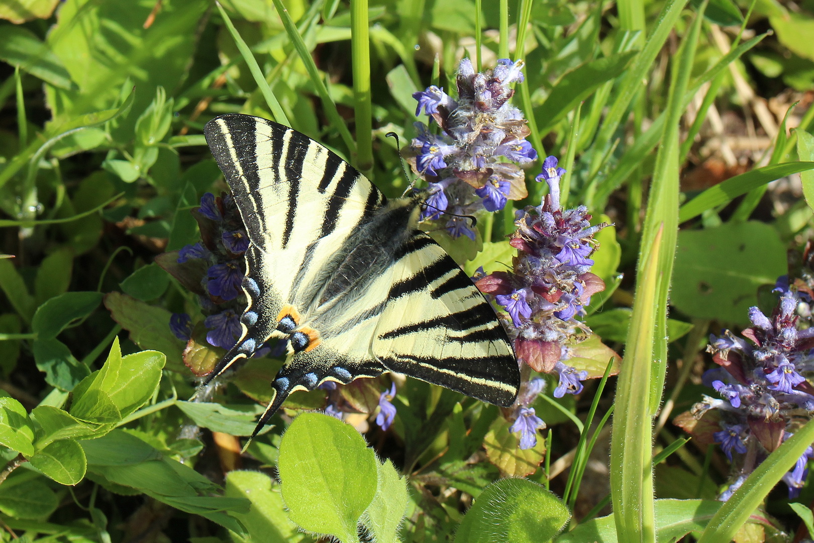 Iphiclides podalirius