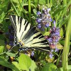 Iphiclides podalirius