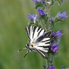 Iphiclides podalirius