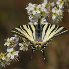 Iphiclides podalirius