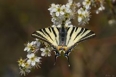 Iphiclides podalirius