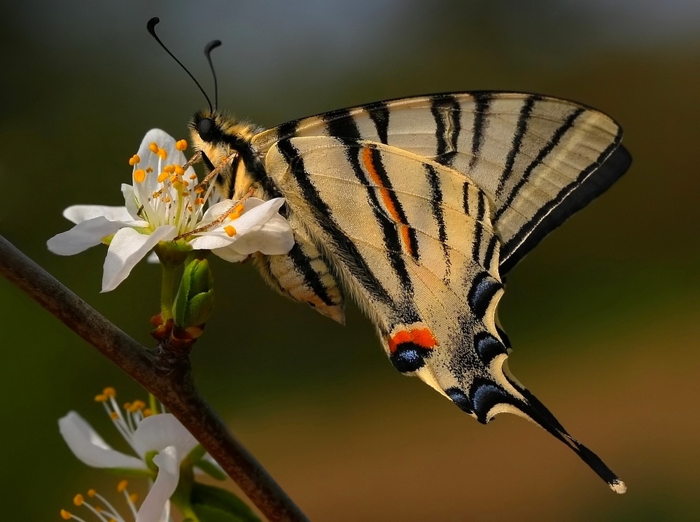 Iphiclides podalirius