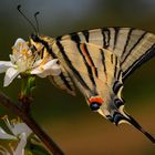 Iphiclides podalirius