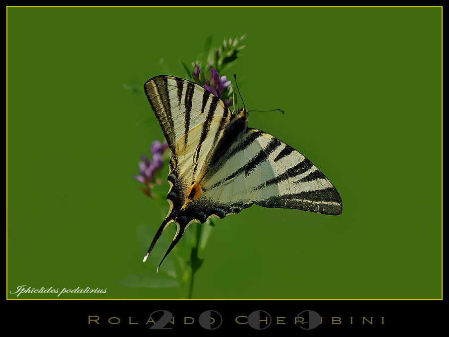 Iphiclides podalirius