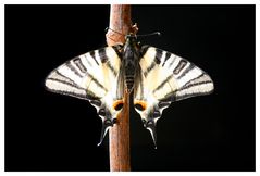 Iphiclides podalirius