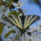 Iphiclides podalirius