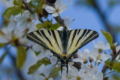 Iphiclides podalirius