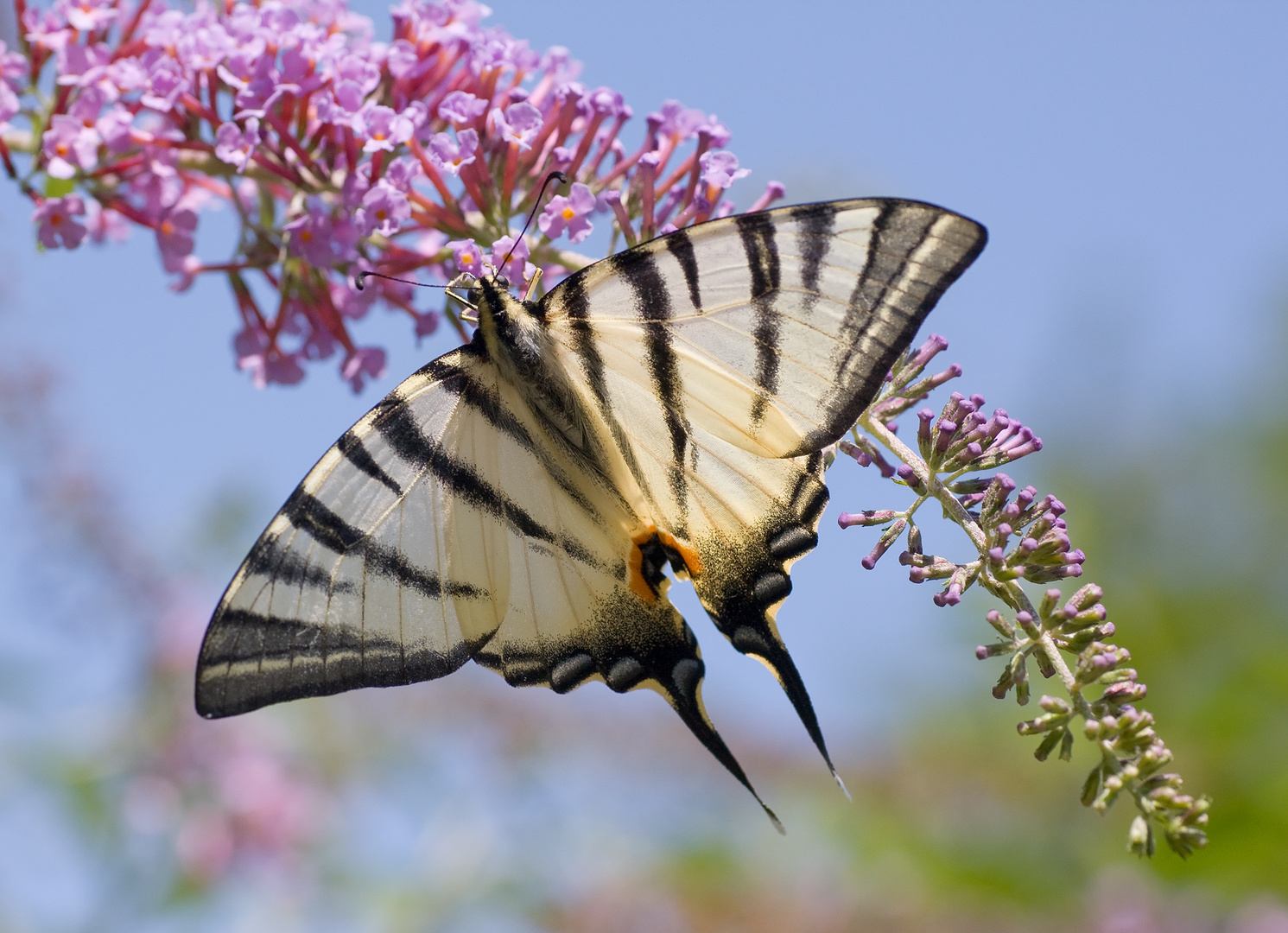 Iphiclides podalirius