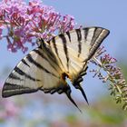 Iphiclides podalirius