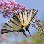 Iphiclides podalirius