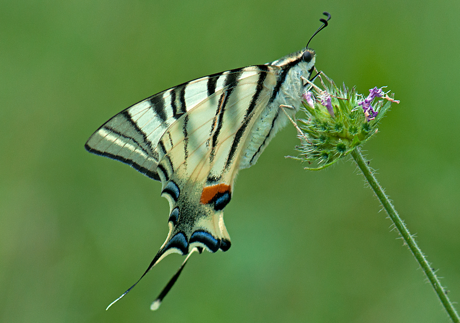 Iphiclides Podalirius