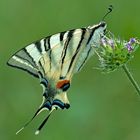 Iphiclides Podalirius