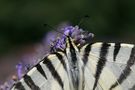 Iphiclides podalirius de Virole Bridée 