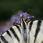 Iphiclides podalirius