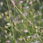 Iphiclides podalirius