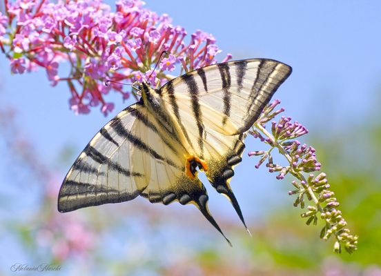 Iphiclides podalirius