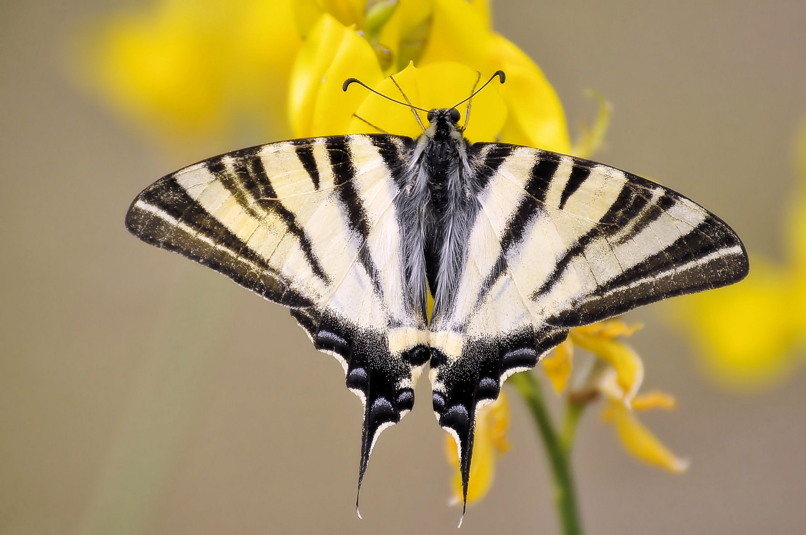 Iphiclides podalirius