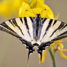 Iphiclides podalirius