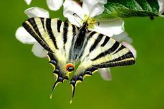 Iphiclides podalirius